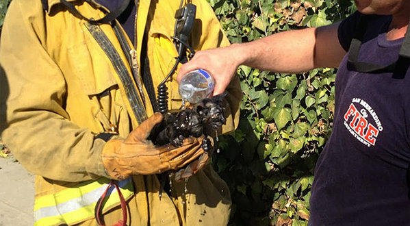 Vigile del fuoco salva gattino in pericolo, video emozionante!