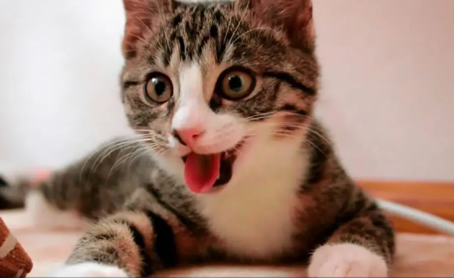 Nikita esplora il mondo! Un gattino in cerca di coccole! [VIDEO]