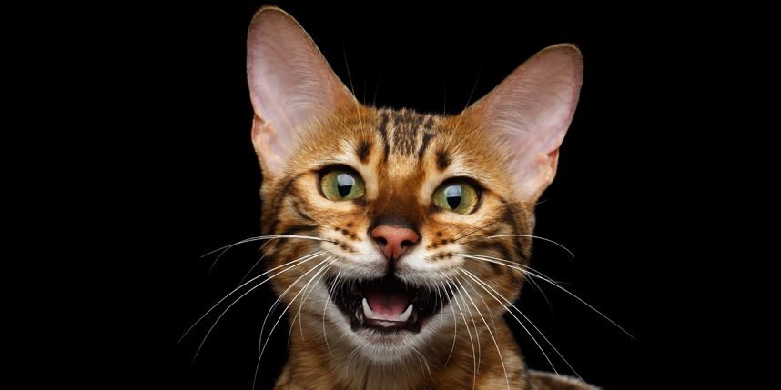 Che verso fa il gatto nel mondo