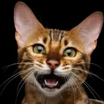 Che verso fa il gatto nel mondo