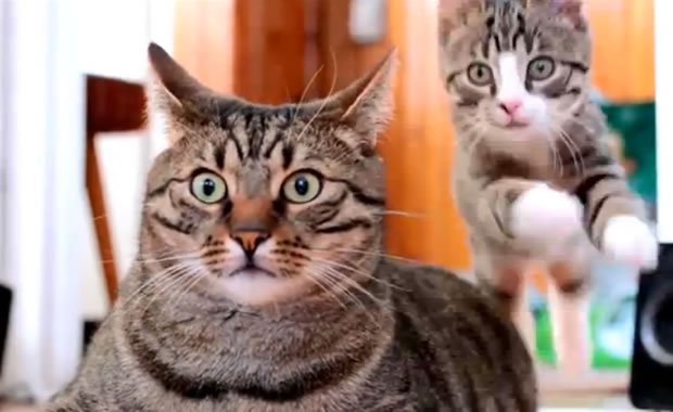 Bobo e Nikita: due gatti che amano farsi i dispetti! [VIDEO]