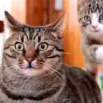 Bobo e Nikita: due gatti che amano farsi i dispetti! [VIDEO]