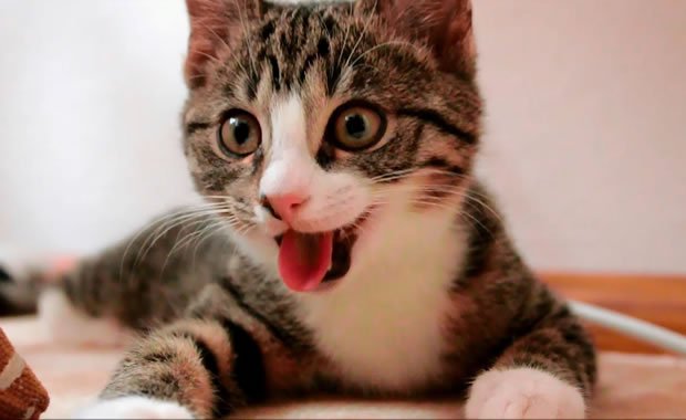 Nikita esplora il mondo! Un gattino in cerca di coccole! [VIDEO]