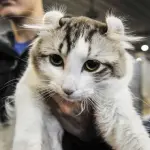 I gatti più belli del mondo: le foto dell’Expo felina di Padova