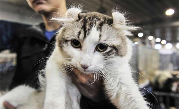 I gatti più belli del mondo: le foto dell’Expo felina di Padova