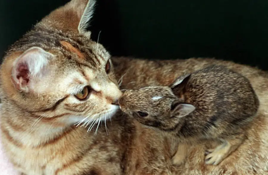Gatto adotta un piccolo coniglio! [VIDEO]