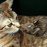 Gatto adotta un piccolo coniglio! [VIDEO]