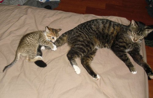 Il gatto che ama giocare con la coda della mamma!