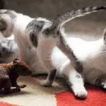 Gatto adotta cuccioli di scoiattolo [VIDEO]