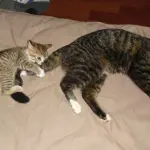 Il gatto che ama giocare con la coda della mamma!