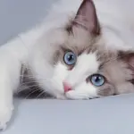 Gatti in casa: ecco chi si adatta meglio!