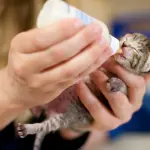 Signora dà la pappa a 5 gattini di un mese! [VIDEO]