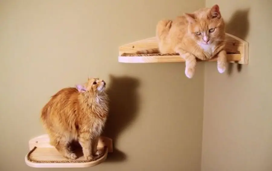 Gatti - acrobati in un filmato straordinario!