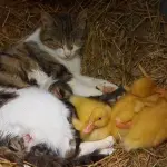 Mamma gatta adotta paperette abbandonate! [VIDEO]