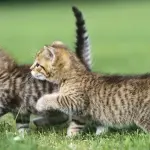 I gatti amano la tv!