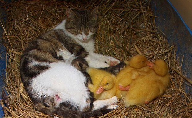 Mamma gatta adotta paperette abbandonate! [VIDEO]