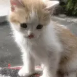 Il gatto rovescia l’acqua dalla ciotola? Ecco svelato il perché!