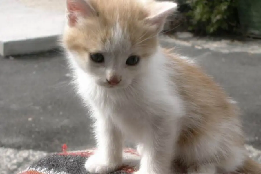 Il gatto rovescia l’acqua dalla ciotola? Ecco svelato il perché!