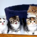 Gattini giocano in una scatola di cartone! [VIDEO]