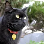 Collare ai gatti: ecco 