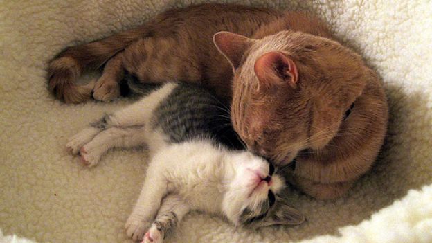 Le attenzioni di mamma gatta verso il proprio cucciolo [VIDEO]