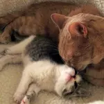 Le attenzioni di mamma gatta verso il proprio cucciolo [VIDEO]