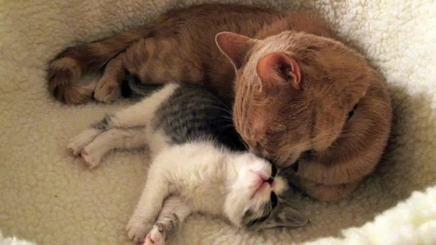 Le attenzioni di mamma gatta verso il proprio cucciolo [VIDEO]