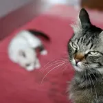 Mamma gatta abbraccia cucciolo mentre ha gli incubi! [VIDEO]