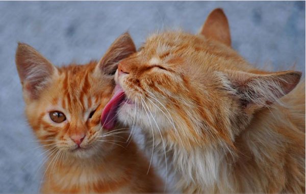 Gattini richiedono le coccole! [VIDEO]