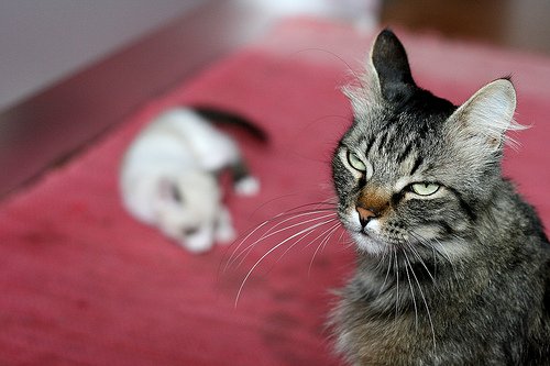 Mamma gatta abbraccia cucciolo mentre ha gli incubi! [VIDEO]