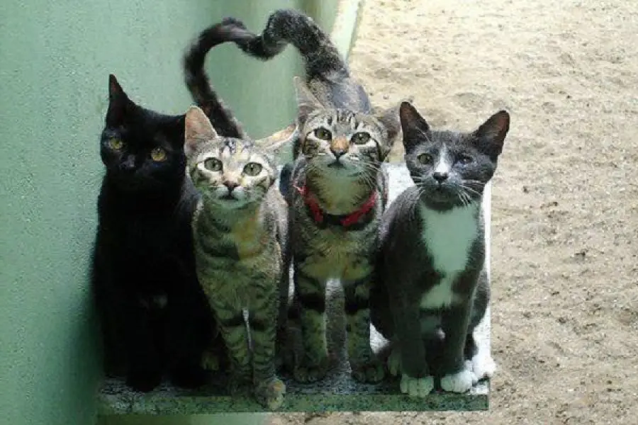 San Valentino 2018 gatti, cosa regalare il 14 febbraio