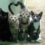 San Valentino 2018 gatti, cosa regalare il 14 febbraio