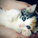 Perché i gatti amano strofinarsi la schiena per terra?