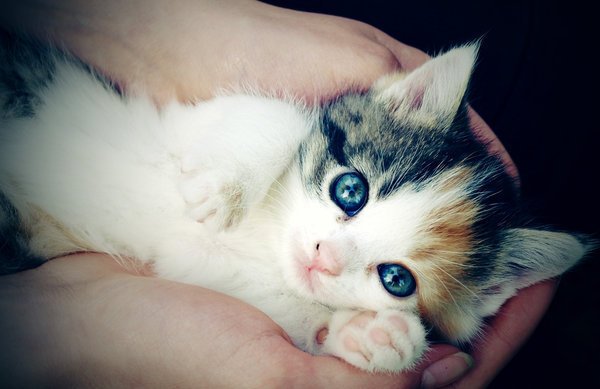 Perché i gatti amano strofinarsi la schiena per terra?