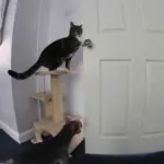 Gatto aiuta cane a scappare dalla cucina! [VIDEO]