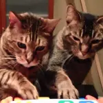 Coppia di gatti suona il piano! [VIDEO]