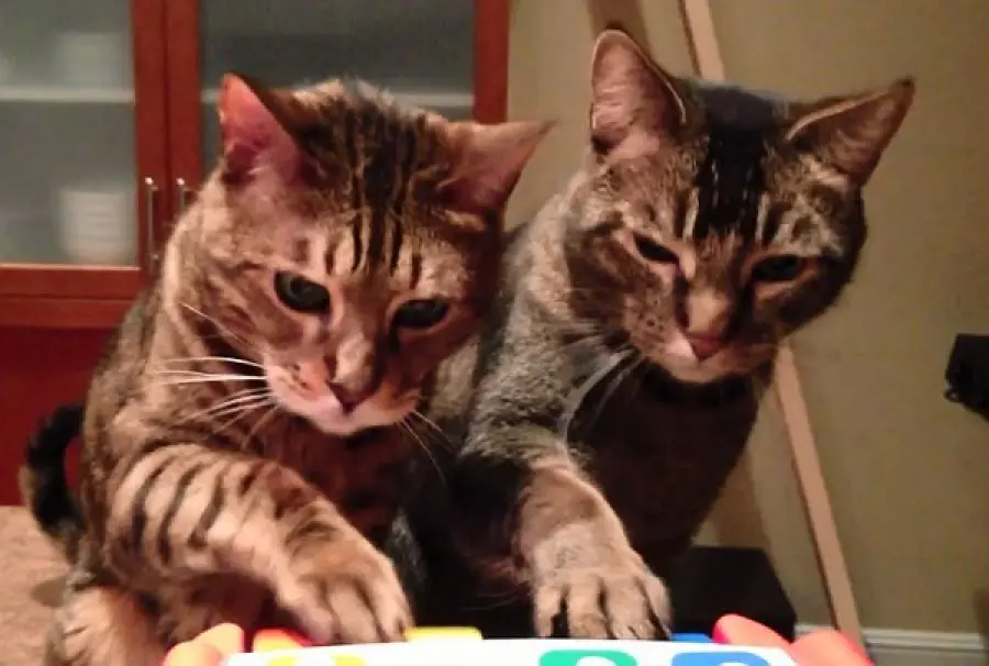 Coppia di gatti suona il piano! [VIDEO]
