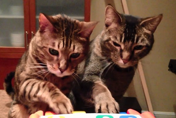 Coppia di gatti suona il piano! [VIDEO]