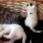 Gattini buffi giocano tra di loro [VIDEO]