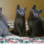 Cuccioli di gatto certosino giocano! [VIDEO]