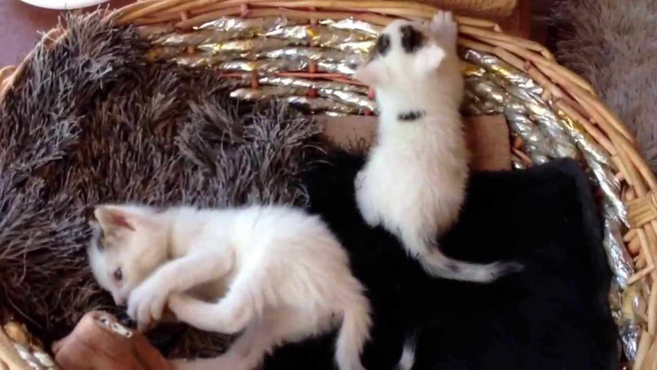 Gattini buffi giocano tra di loro [VIDEO]