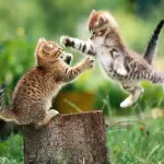 Gatti di 42 giorni che giocano! [VIDEO]