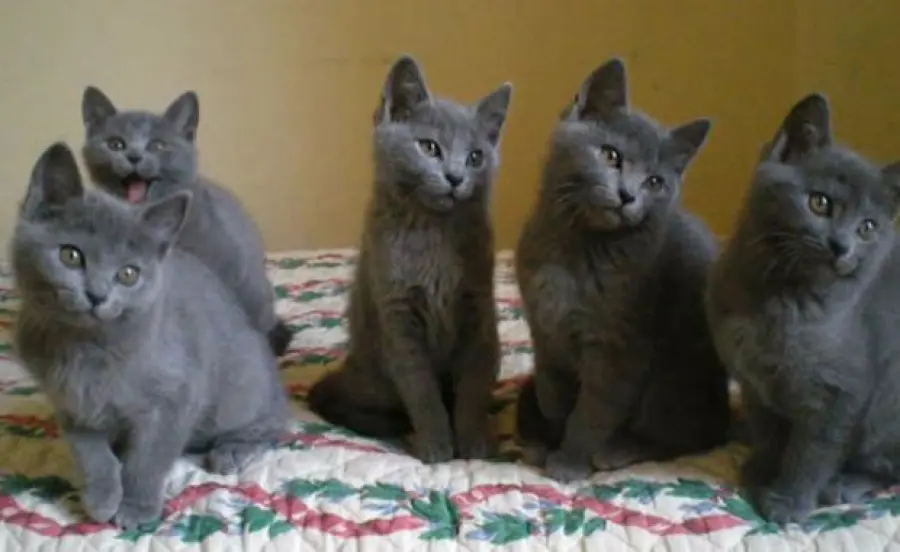 Cuccioli di gatto certosino giocano! [VIDEO]