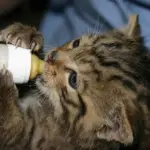 Gattini di 15 giorni abbandonati dalla mamma [VIDEO]