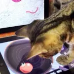 Gatti che giocano con l'iPad! [VIDEO]