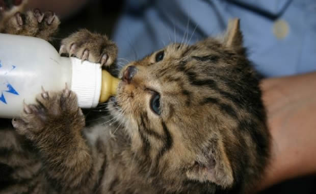 Gattini di 15 giorni abbandonati dalla mamma [VIDEO]