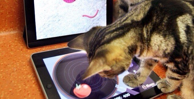 Gatti che giocano con l'iPad! [VIDEO]