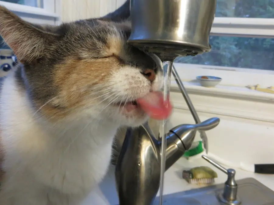 Gatti giocano a calcio sull'acqua! [VIDEO]