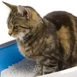 Come abituare il gatto a usare la lettiera