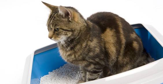 Come abituare il gatto a usare la lettiera